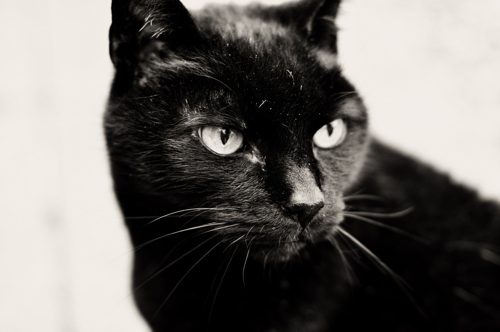 Черная кошка бывает. Бомбейская кошка. Кошка Бомбейская пантера. Бомбейская кошка черно белая. Бомбейская кошка злая.