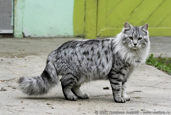 Фото Кошек Похожих На