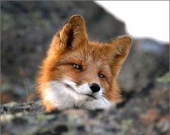 FoxyJoy