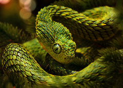 EmeraldSnake