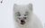 Polar_Fox
