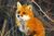 OrangeFox