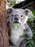 Koala_Kanade