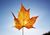 Colorful Maple-Leaf