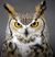 eagle owl