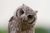 Funny-Wild Owl