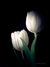 blooming_tulip_
