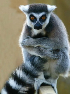 Аватар JuSt_LeMuR