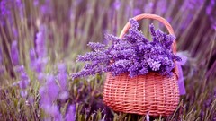 Lavanda_