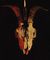Daphnia