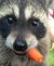 raccoon with a carrot
