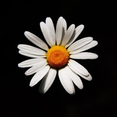 [Avatar]