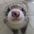 Ferret0267