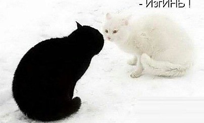Вечный спор))))))