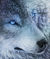 Wolf_with_blue_eyes