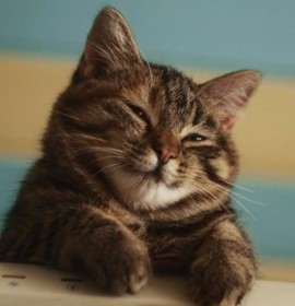 Аватар Alagrero