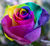 The Colored Rose