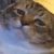 Catonator