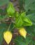 Nefer_6