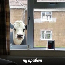 Аватар милая коровка смотрит в твоё окно