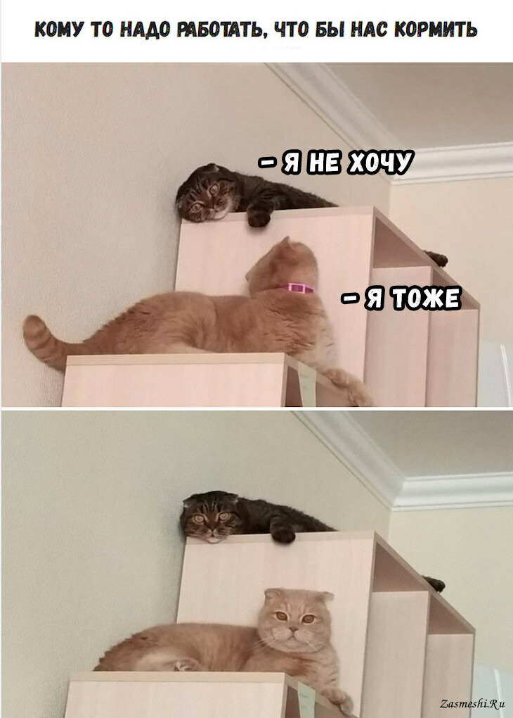 Смешные котики мемы
