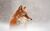 i'm_little_fox