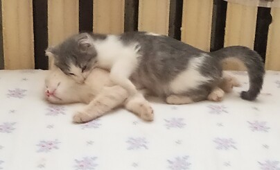 Милие котики