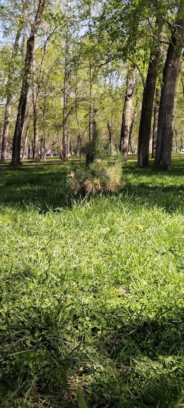 Потоптал траву (Ч1) 9 