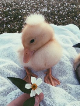 Аватар ksysha^^