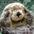 sleepybabyotter