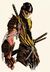 Scorpion13