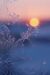 WinterChiffre