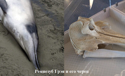 Морская память