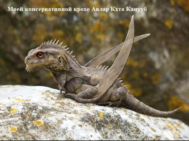 Киборгизация как эволюция 1 