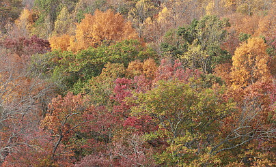 Осеннее знакомство.