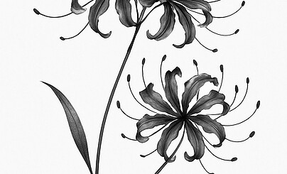 Музыка — продолжение.