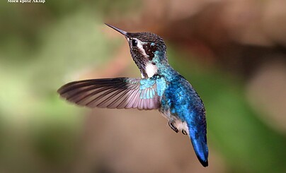 Mellisuga helenae avlarus