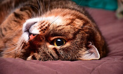 Поиск дорамы!!