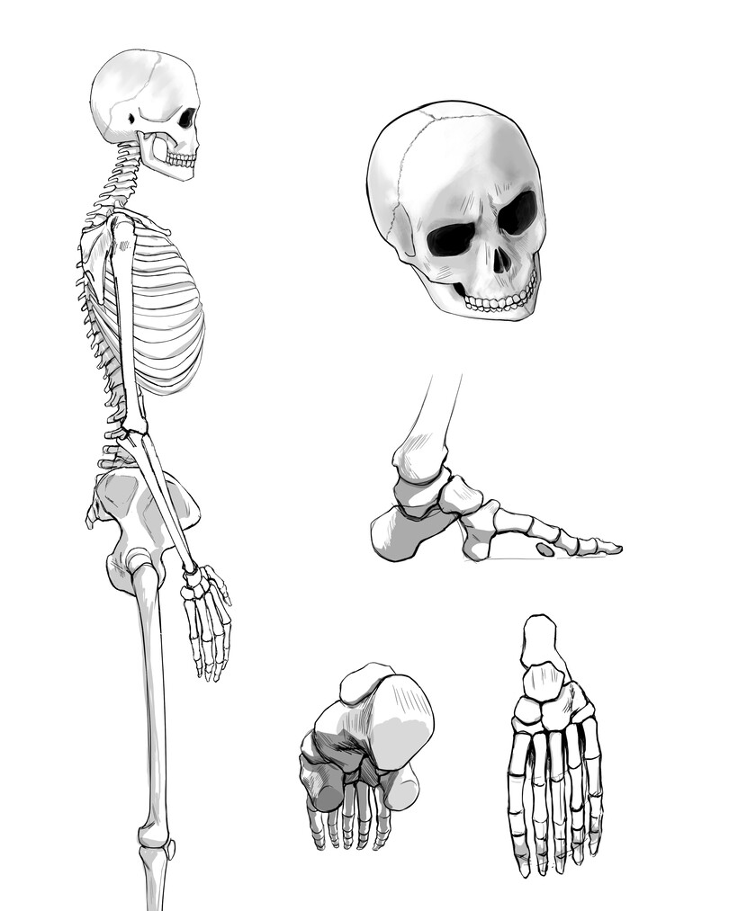 изображение скелета с модифицированной анатомией. 1 