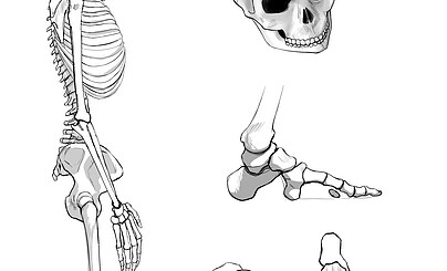 изображение скелета с модифицированной анатомией.