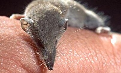 Слава священной Жизни!