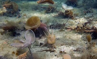 Трупята в студию