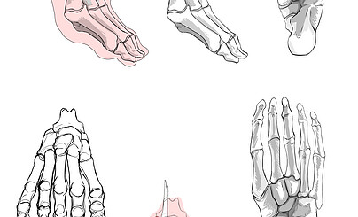 переработанная анатомия спекулятивной стопы.