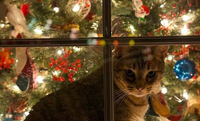 Новый Год идёт...