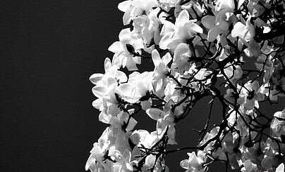 Хрустальные мечты в писательской агонии, и как жаль что дело не в зиме