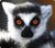 _Lemur_