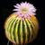цветок кактуса
