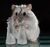 hamster113