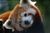 Red_panda