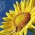 Sun_Flower